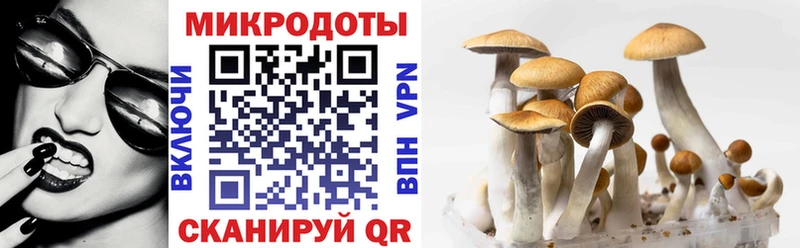 Купить  Северская  Галлюциногенные грибы Cubensis 